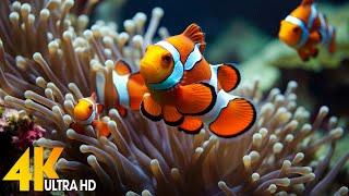 Aquarium 4K VIDEOULTRA HD - Beautiful Coral Reef Fish Calming Sleep Meditation Music #158