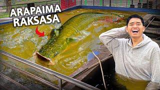 KOLAM RENENG DISINI ISINYA IKAN MONSTER ARAPAIMA GIGAS