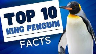 Top 10 Interesting King Penguin Facts - Penguins 101