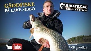 Ribatex TV  Pike Fishing in Lake Sibbo English Subtitles
