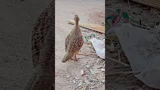 dhakni tetar ki awaz  Francolinus #birdslover #blackfrancolin #greyfrancolin #birds