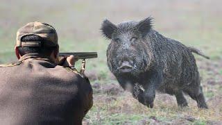 Top 10 tir du sanglier au maroc 2023 Top 10 wild boar hunts Partie 02