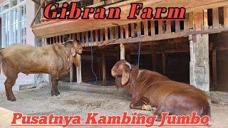 PUSATNYA KAMBING JUMBO DI JAWA TENGAH CUKUP DENGAN 100 RIBUAN@alekbudisantoso9048