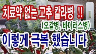 고추 재배 치료약 없는 고추 바이러스병고추 오갈병 고추 칼라병고추 병충해  에서 총채벌레가 옮기는 토마토반점위조바이러스 웃비료 주기와 엽면시비로만 해결하였습니다 고추병충해