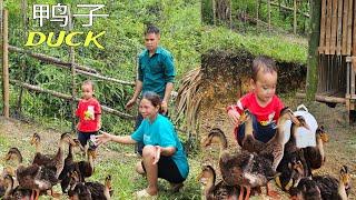 Simple life - Great love - Rebuilding the duck farm together  Le Thi Vui