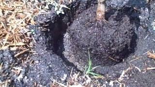 How to plant a Mango Tree in the ground