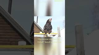 ПАВЛОВСКИЕ и ОРЛОВСКИЕ #куры  #orloff Pavlovskie #chickens