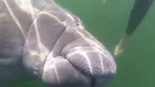 Swimming with manatees Crystal River