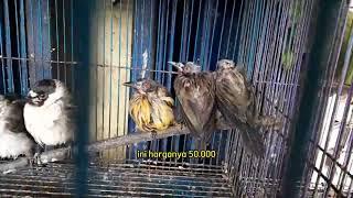 Info stok dan harga burung terbaru Sabtu 29 Juni 2024. Malik Jaya Sepatan