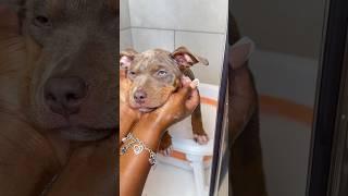 Immersive Puppy Bath Routine ASMR #asmr #viral