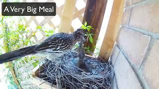 Roadrunner Couple Building a Nest And Raising Chicks