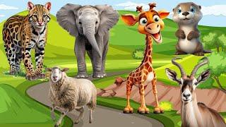 Discover herbivores and many other animals Ocelot Elephant Giraffe Otter Impala