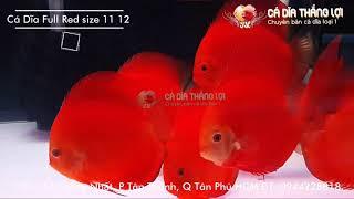 Cá Dĩa FULL RED size nhỏ  Cá Dĩa Thắng Lợi  Discus fish vietnam