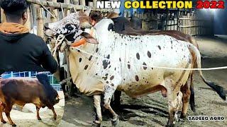 Pagla Gorur Paglami 2022 Sadeeq Agro  Angry Cow In Bangladesh 2022  Sadeeq Agro 2022 Collection 