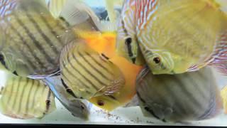 Piwowarski Winter Discus Shipment For Canada