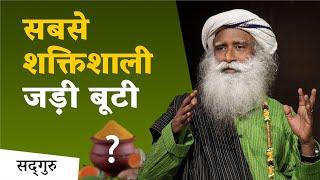 Most powerful herb Sadhguru Hindi