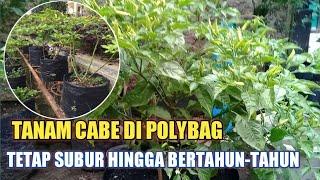 Cabe polybag bisa bertahan hingga bertahun-tahun dengan cara ini