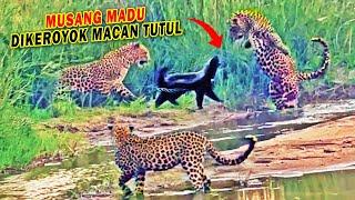 Seekor Musang Madu Membuat Tiga Ekor Macan Tutul Kewalahan Endingnya Tak disangka-sangka