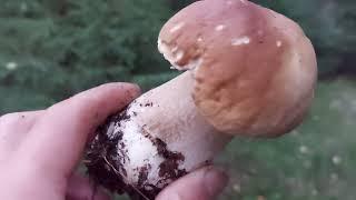 Forest Mushrooms Bolétus edúlis September .3.2021.