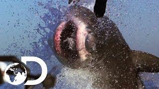 The Most Epic Shark Week Moments  Shark Weeks 50 Best Bites  SHARK WEEK 2018