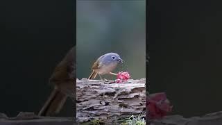 Grey-browed babbler preys on small fish on rock 灰眶雀鹛石岩上捕食小鱼 #birds #birdslover #animal  #鸟类摄影 #人与自然