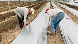 CULTIVO DE PEPINO SIEMBRA DE MAÍZ FUMIGACIÓN DE LA CAÑA Y COLOCACIÓN DEL ACOLCHADO