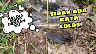 JEBAKAN BURUNG PUYUH AJAIB ANTI LOLOS