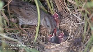 Nesting Lincolns Sparrow in Maine - 4k