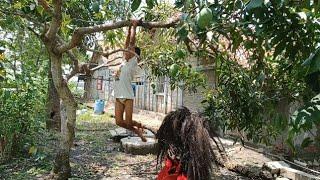 Di Hajar Barongan Blora Sampai Celana Brojol Gara Gara Mencuri Mangga  Cerita Pendek