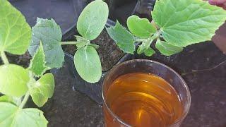 Natural fertilizer for cucumber seedlings