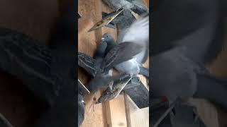 Pigeon Fight - Tyson Pt.1