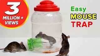 Easy Mouse Trap  DIY Mouse Trap  Rat Trap Homemade  HOW to MAKE MOUSE TRAP