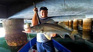 Muelles infestados de robalos pesca a mano con camarón vivo