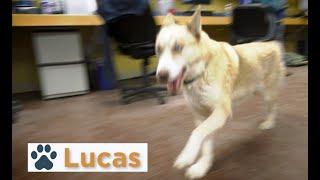 Pinal Pets Episode 102 - Lucas