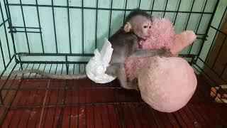 Pity baby monkey daddy need wash comfort plushy