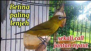 Pleci Betina birahi manggil jantan