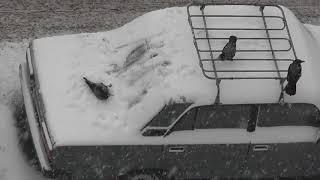 Two Crows Play in Snow on Car - 972897