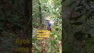 orang cari harta karun di hutan belantara