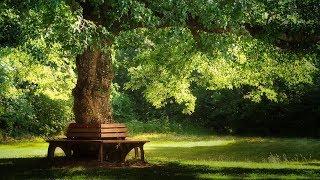 Beautiful Relaxing Music Pachelbel - Forest Garden
