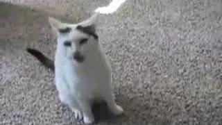 Cat sneezing