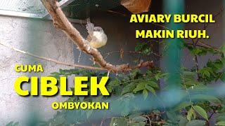 BUNYI CIBLEK OMBYOKAN DI AVIARY GIRAS NYA BIKIN TEPOK JIDAT  #AVIARY #AVIARYMINI