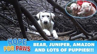 Homeless Labrador mom tried to trick us but we found all her puppies  Please share. #puppy