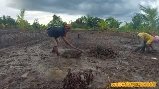 BUKTIKAN  KUAT PAK SIDIWANI MEBERSIHKAN LAHAN BUAT TANAM PADI DI LAHAN TRANSMIGERASI SEPUNGGUR