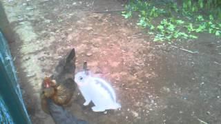 Rocky Rabbit visits the Chicken Ranch