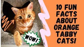 10 Fun Facts About Orange Tabby Cats OLD VERSION