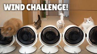 Extreme Wind Challenge Will the Cats Be Blown Away?  Kittisaurus