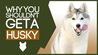 SIBERIAN HUSKY 5 Reasons Why YOU SHOULDNT Get a Husky Puppy