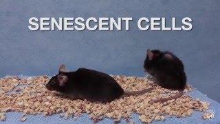 Mayo Clinic Minute Senescent Cells Study