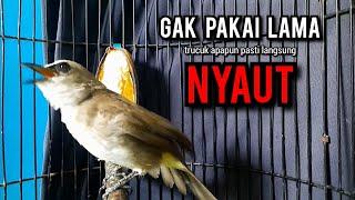 trucukan gacor TARUNG ROPEL PANJANG pancingan trucukan agar bunyi jadikan burung trucuk gacor NYAUT