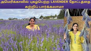 Lavender Capital of North America  Sequim Lavender Farm  USA Tamil Vlog  Beautiful Lavender Farm